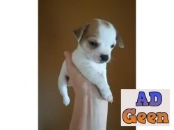 used All breed Top Quality puppies available 9891116714 Chihuahua for sale 